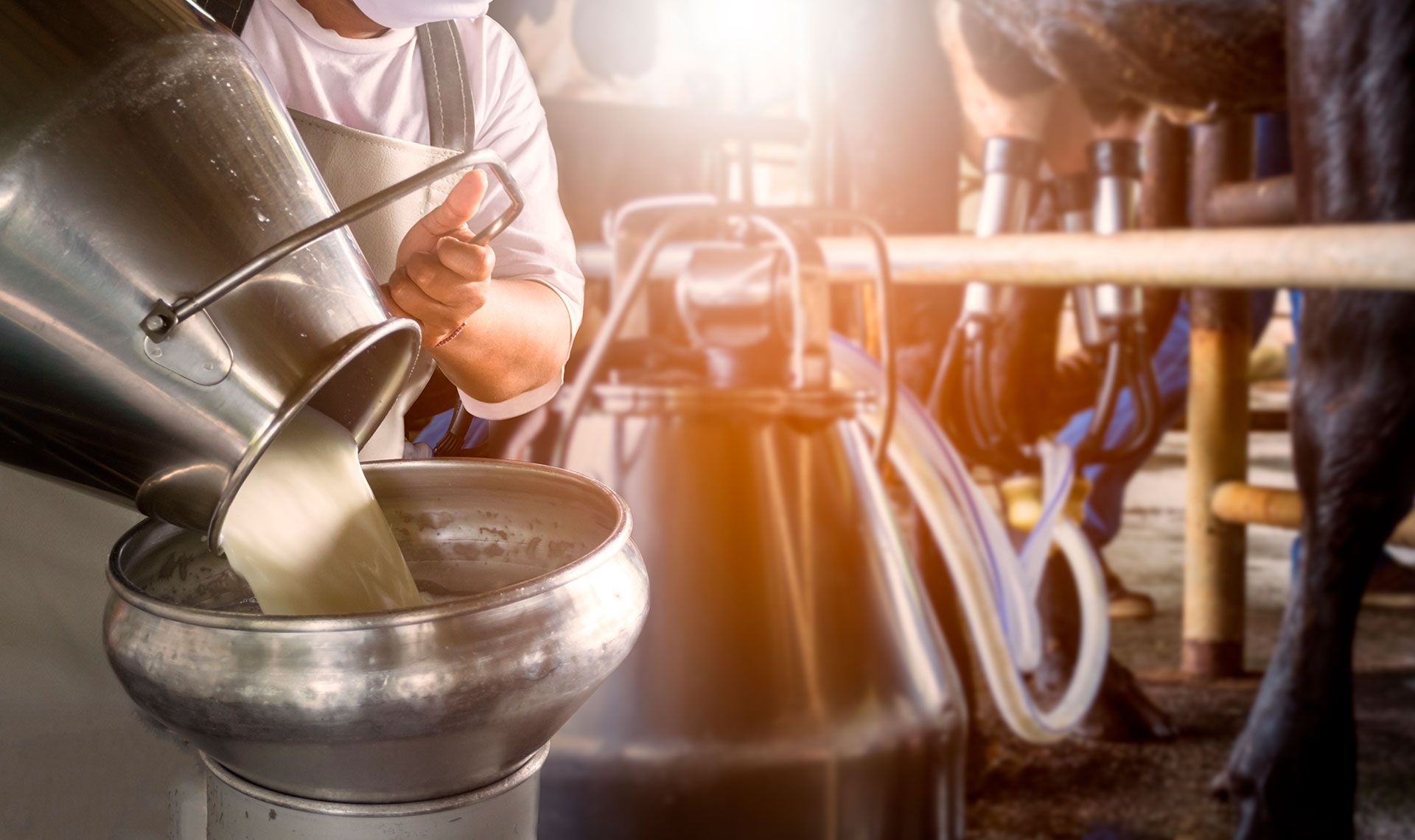 A Importância da segurança alimentar na produção de laticínios